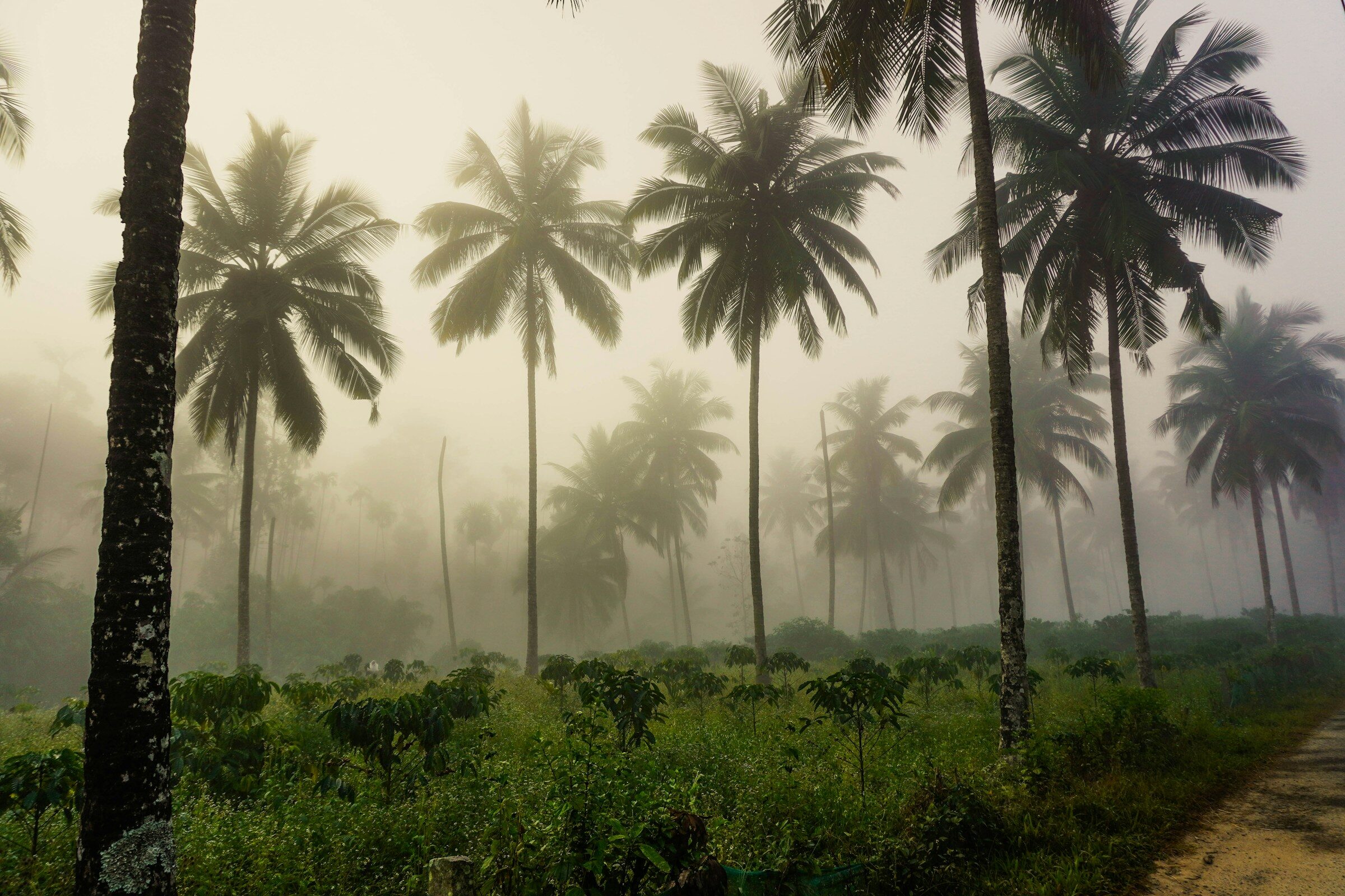 A foggy road through coconut palms in north Kerala