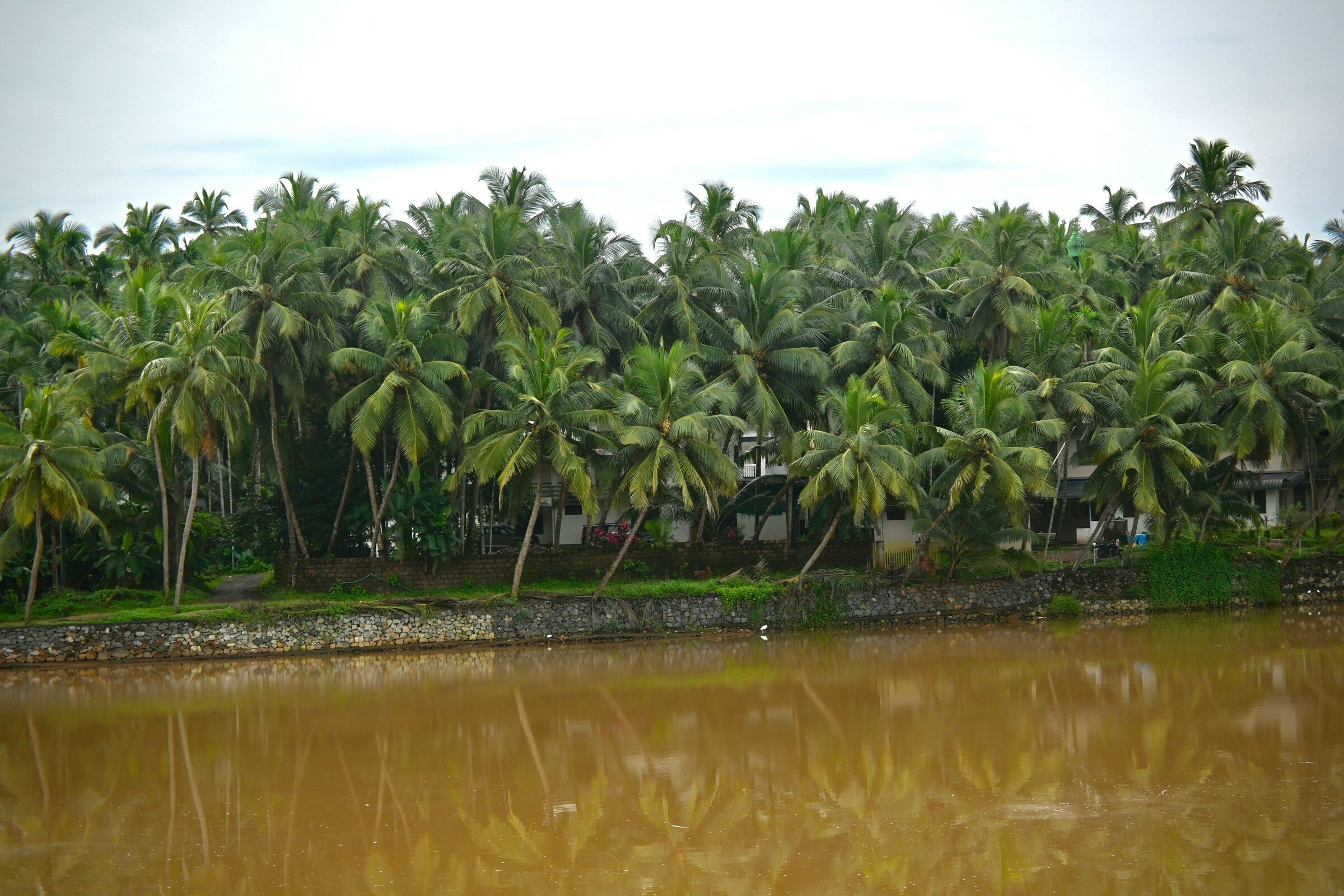 A palm-fringed shore on the Kerala backwaters
