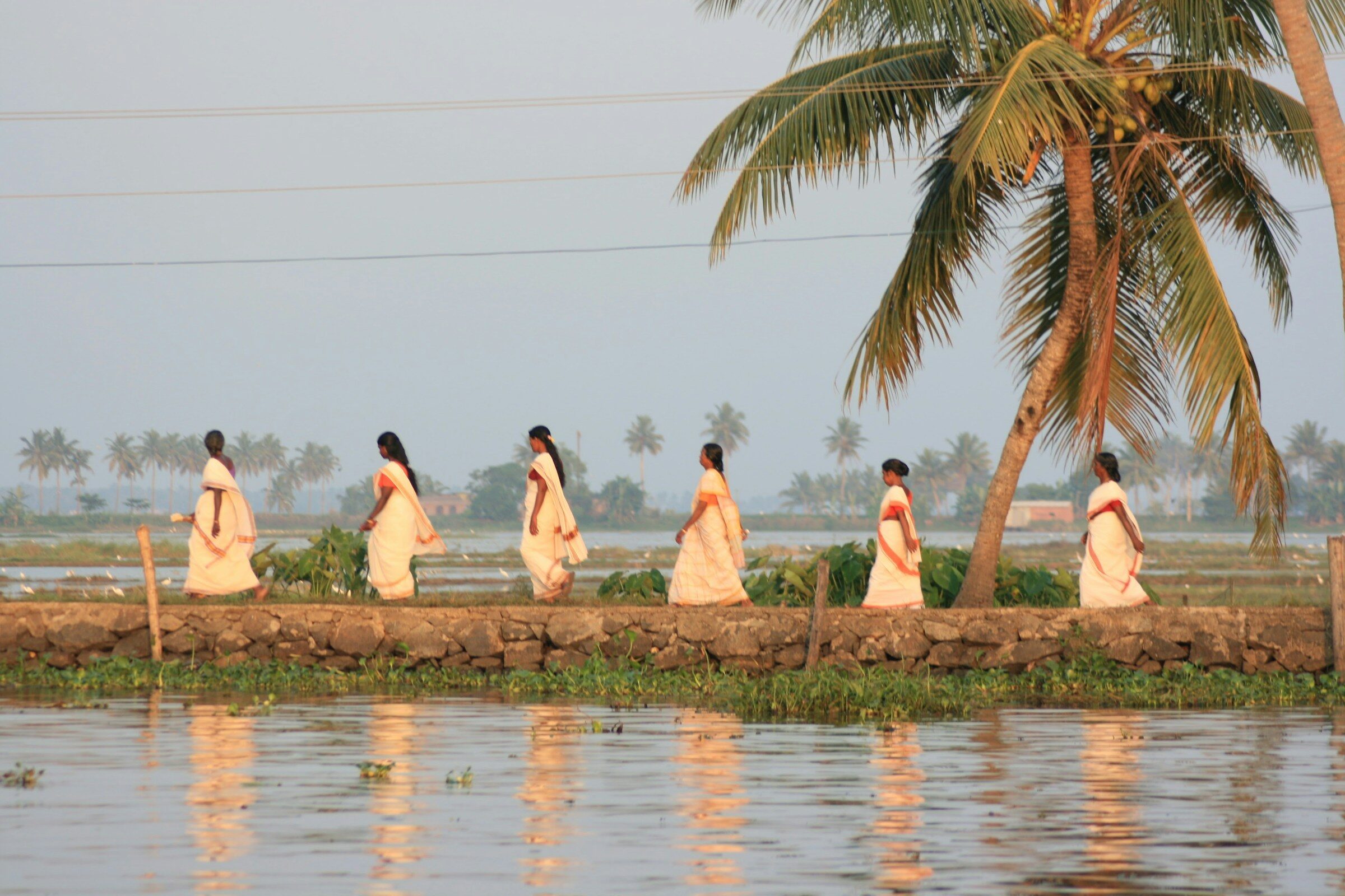 Women in Kerala kasavu saris walking a bund between paddy fields at dusk
